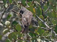 Cape Penduline-tit (Anthoscopus minutus) Flickr