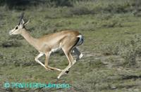 Gazella granti ssp