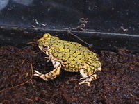 : Bufo debilis; Eastern Green Toad