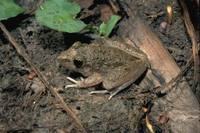 : Litoria inermis; Peter's Frog