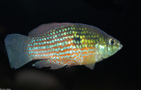 : Jordanella floridae; Flagfish