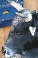 : Bos taurus; Cow, Domestic