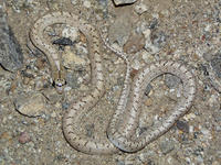: Arizona occidentalis; Western Glossy Snake
