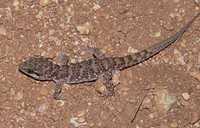 : Heteronotia binoei; Bynoe's Gecko