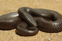 : Lycophidion depressirostre; Flat-snouted Wolf Snake