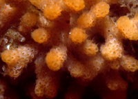 : Diaperoecia californica; Moss Animal