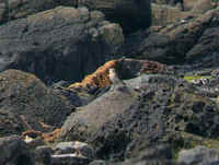 This Isabelline Wheatear was seen along the rocky coastline of Hegura Island