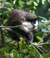 Red-tailed monkey (Cercopithecus ascanius schmidti)