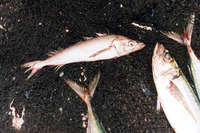 Merluccius gayi gayi, South Pacific hake: fisheries
