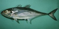 Megalaspis cordyla, Torpedo scad: fisheries
