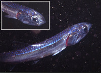 Engraulis japonicus, Japanese anchovy: fisheries, aquaculture, bait