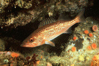 Sebastes paucispinis, Bocaccio: fisheries, gamefish, aquarium