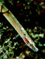Nerophis lumbriciformis, Worm pipefish: