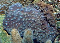 Turbinaria peltata - Cup coral