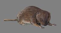 Image of: Prometheomys schaposchnikowi (long-clawed mole vole)