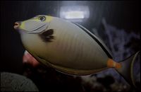 Naso lituratus - Barcheek Unicornfish