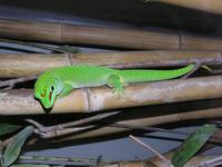 Phelsuma madagascariensis - Madagascar Day Gecko