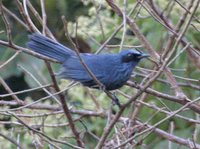 Blue Mockingbird - Melanotis caerulescens