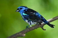 Turquoise tanager