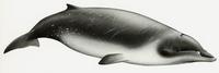 Mesoplodon ginkgodens, Ginkgo-toothed beaked whale