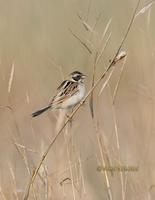 Japanese reedbunting C20D 02447.jpg