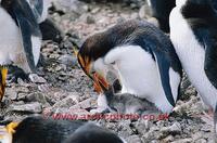 ...FT0137-00: Royal Penguin, Eudyptes Schlegeli, feeding its chick at the nest. Macquarie Island. S