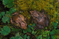 : Pristimantis nervicus