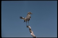: Mimus polyglottos; Northern Mocking Bird
