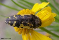 : Acmaeodera pulchella; Yellow-marked Buprestid;