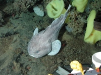 Deep-sea blob sculpin (Psychrolutes phrictus); yellow Picasso sponges, and