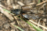Colobopterus erraticus