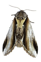 Pheosia gnoma - Lesser Swallow Prominent