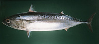 Auxis rochei rochei, Bullet tuna: fisheries, gamefish