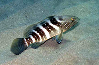 Epinephelus aeneus, White grouper: fisheries, aquaculture, gamefish