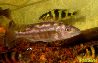 Nimbochromis fuscotaeniatus, Fuscotaeniatus: fisheries, aquarium