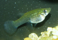 Gambusia affinis, Mosquitofish: fisheries, aquarium