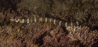 Micrognathus crinitus, Banded pipefish: