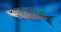 Paracyprichromis brieni, : aquarium