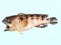 Opistognathus latitabundus, Blotched jawfish: aquarium