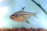 Hemigrammus unilineatus, Featherfin tetra: aquarium