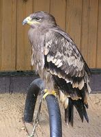 Aquila nipalensis - Steppe Eagle