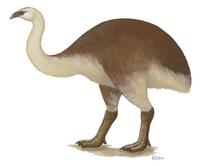 Image of: Dinornis giganteus