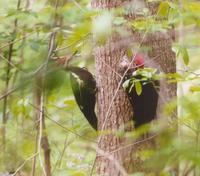 Image of: Dryocopus pileatus (pileated woodpecker)