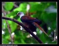 Great Cuckoo-Dove - Reinwardtoena reinwardtii