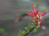 Berylline Hummingbird - Saucerottia beryllina