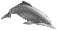 Atlantic humpbacked dolphin