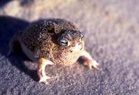 : Breviceps macrops; Desert Rain Frog