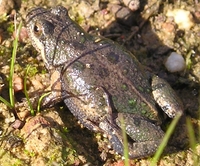 : Cacosternum platys; Flat Dainty Frog