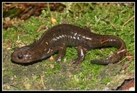 : Hynobius lichenatus; Northeast Salamander