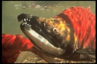: Oncorhynchus nerka; Sockeye Salmon